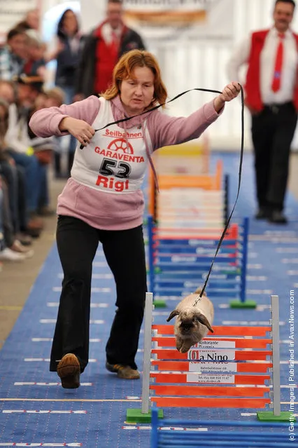 A rabbit jumps over a hurdle at an obstacle course during the first European rabbit hopping championships