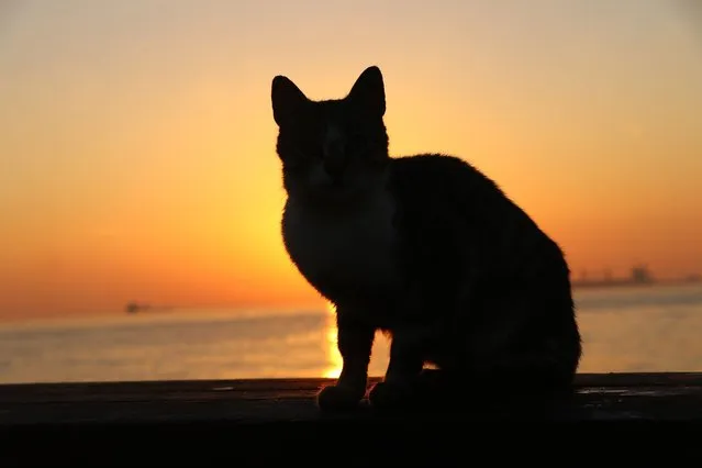 A silhouette of a cat is seen during sunrise near the coast in Tekirdag, Turkey on January 05, 2022. (Photo by Mesut Karaduman/Anadolu Agency via Getty Images)