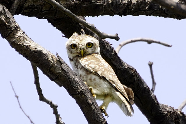 An owl perches on a branch of a tree on the outskirts of Ajmer, India on May 14, 2024. (Photo by ABACA Press/Rex Features/Shutterstock)