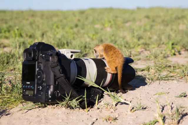 A baby Meerkat playing with a camera on January 2014 in Makgadikgadi, Botswana. These adorable Meerkats used a photographer as a look out post before trying their hand at taking pictures. The beautiful images were caught by wildlife photographer Will Burrard-Lucas after he spent six days with the quirky new families in the Makgadikgadi region of Botswana. Will has photographed Meerkats in the past and was delighted when he realised he would be shooting new arrivals. (Photo by Will Burrard-Lucas/Barcroft Media)