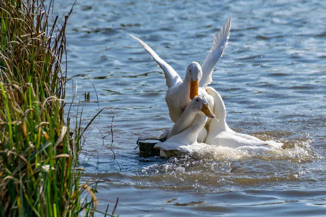 Three male pekin ducks try to mate with a single female. (Photo by Andi Edwards/Alamy Stock Photo)