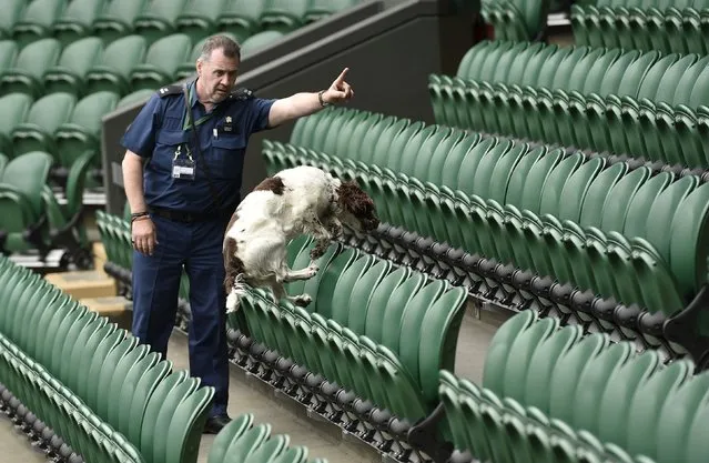 A police sniffer dog is used to check for explosives on Centre Court during security checks at Wimbledon in London June 28, 2015. The Wimbledon tennis championships begins on Monday. (Photo by Toby Melville/Reuters)