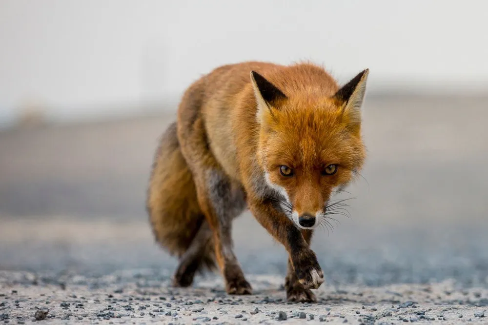 Simply Some Photos: Animals