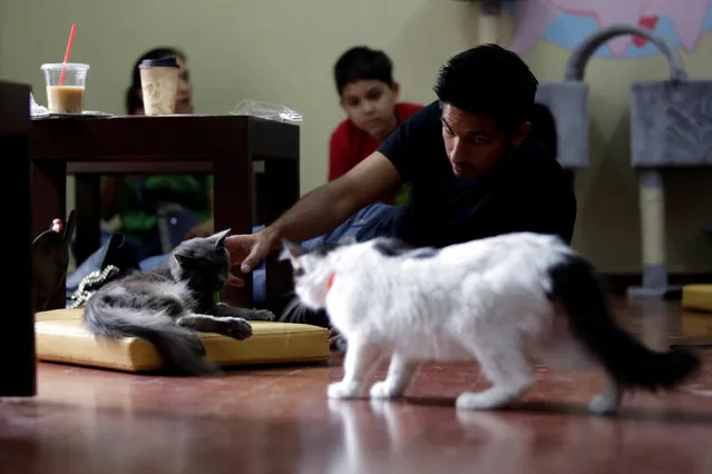 A customer pets a cat inside “Meow” cafe, where diners can play, interact or adopt cats given away by their former owners or rescued from the streets, in Monterrey, Mexico, May 14, 2016. (Photo by Daniel Becerril/Reuters)