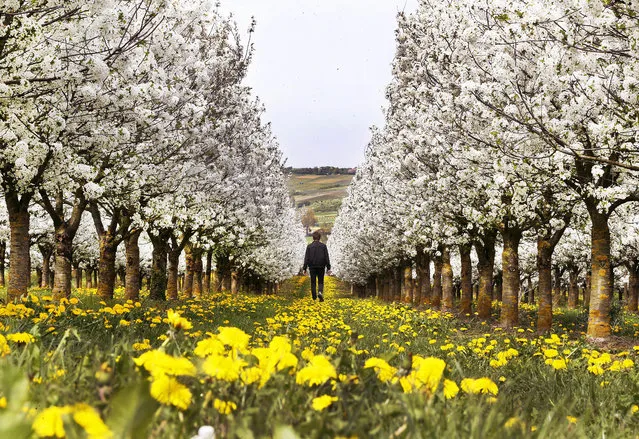 A man walks between cherry trees and dandelions on a cherry tree plantation in Nieder-Olm, southwestern Germany, Wednesday, April 12, 2017. (Photo by Michael Probst/AP Photo)