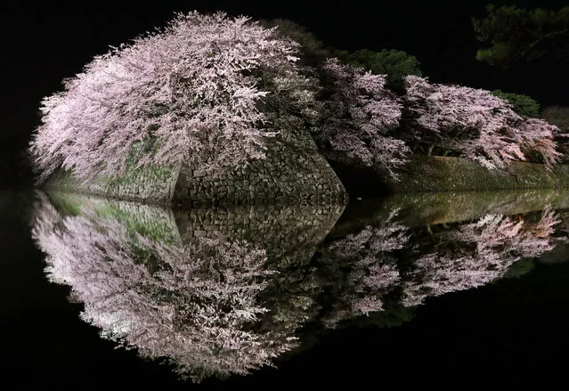 Fully bloomed cherry blossoms are reflected on the moat of Hikone Castle on April 10, 2017 in Hikone, Shiga, Japan. (Photo by The Asahi Shimbun via Getty Images)
