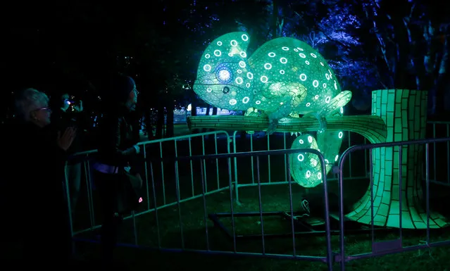 A lantern in the shape of a chameleon lizard features among Taronga Zoo's inaugural contributions to the Vivid Sydney light festival, the annual interactive light installation and projection event around Sydney,  Australia, May 24, 2016. (Photo by Jason Reed/Reuters)