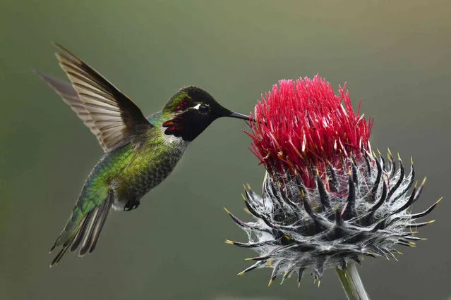 An Anna's hummingbird collects nectar from a plant at Shell Ridge Open Space in Walnut Creek, Calif., on Saturday, March 19, 2022. Sunday is the first day of spring in the Northern Hemisphere. (Photo by Jose Carlos Fajardo/Bay Area News Group via AP Photo)