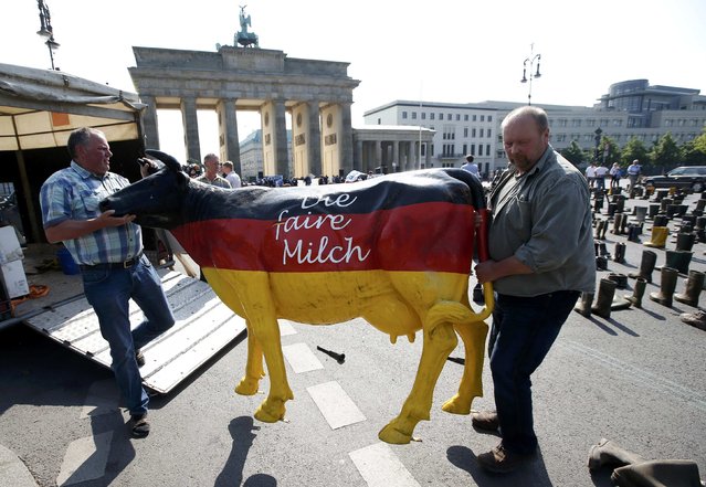 Farmers unload a cow figure from a truck during a protest by German dairy farmers demanding a fair price structure for milk products in front of the Brandenburg Gate in Berlin, Germany, May 30, 2016. The slogan reads “The fair milk”. (Photo by Fabrizio Bensch/Reuters)