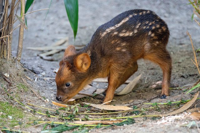 A southern pudu fawn, one of the smallest deer species in the world, born at the zoo at about 2 pounds, in the Queens borough of New York on June 21, 2024. (Photo by Terria Clay/Wildlife Conservation Society's Queens Zoo via AP Photo)