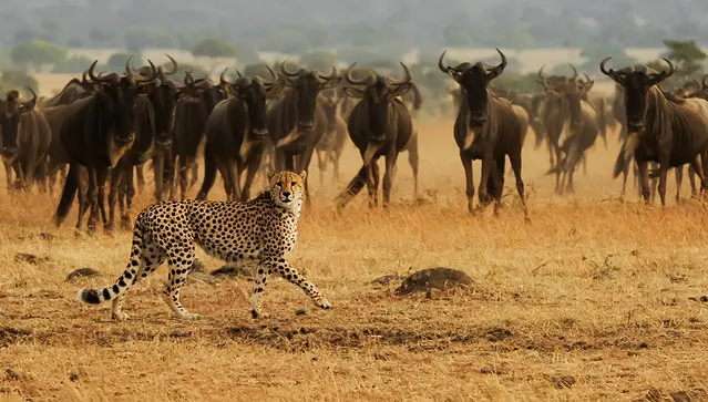 “Cheetah ”. African Cheetah on the Masai Mara National Reserve safari in southwestern Kenya during the great wildebeest migration. Photo location: Masai Mara National Reserve, Kenya, Africa. (Photo and caption by Amy Nichole Harris/National Geographic Photo Contest)