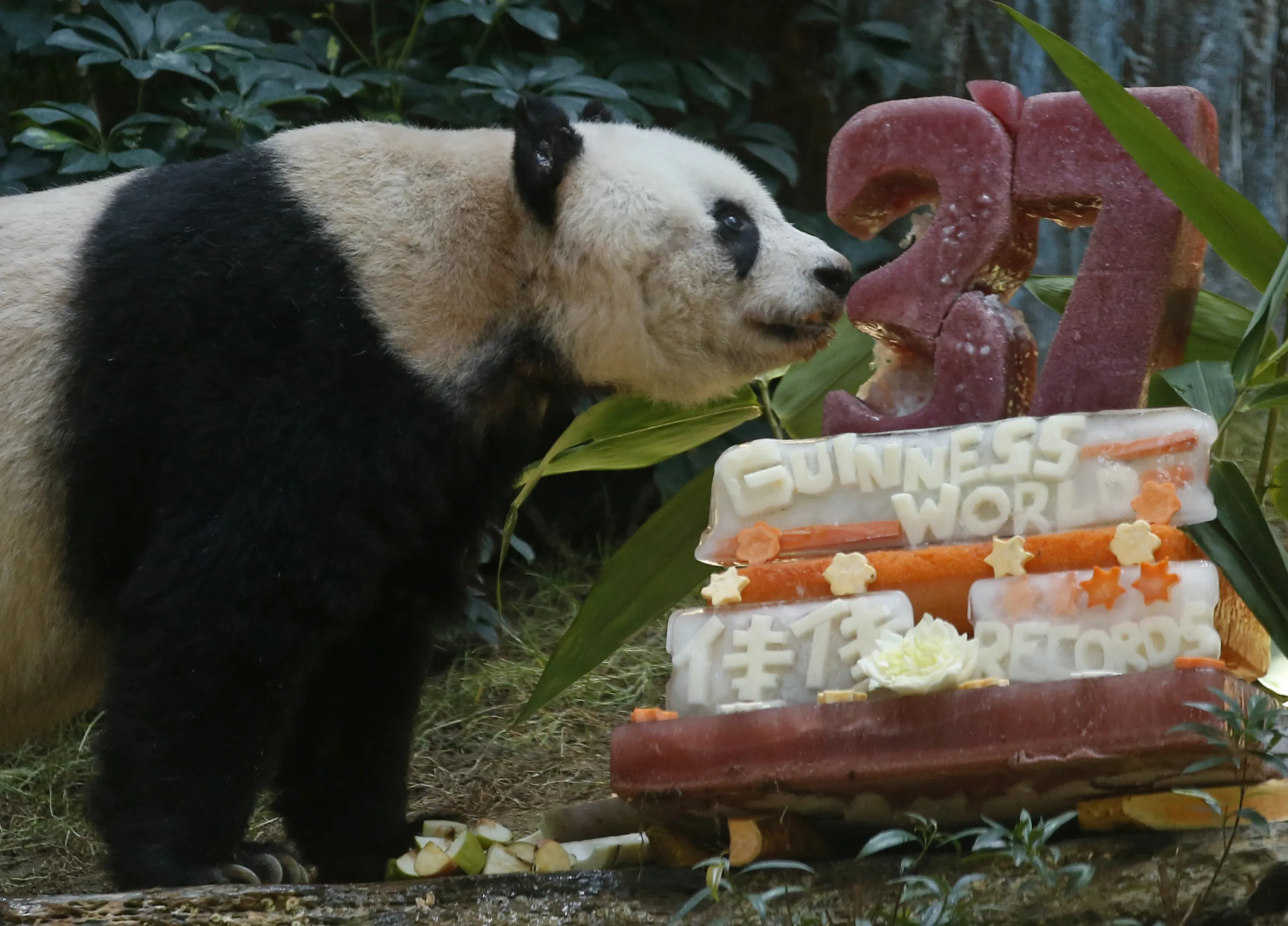 Панды едят мясо. Цзя Цзя Панда. Панда ест. С днем рождения Панда. С юбилеем Панда.