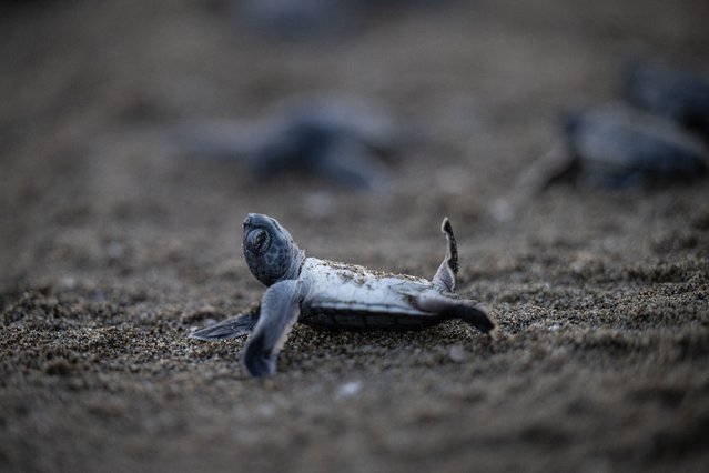 Carretta carettas (sea turtles) walk on the sand in Akyatan Wildlife Development Area, the largest lagoon of the Cukurova Delta, one of Turkiye's internationally important wetlands, in Adana, Turkiye on August 14, 2024. Around 7 thousand hatchlings, which have completed the incubation period in their nests on the 22-kilometer coast, hatch from their eggs and meet the Mediterranean sea. (Photo by Eren Bozkurt/Anadolu via Getty Images)