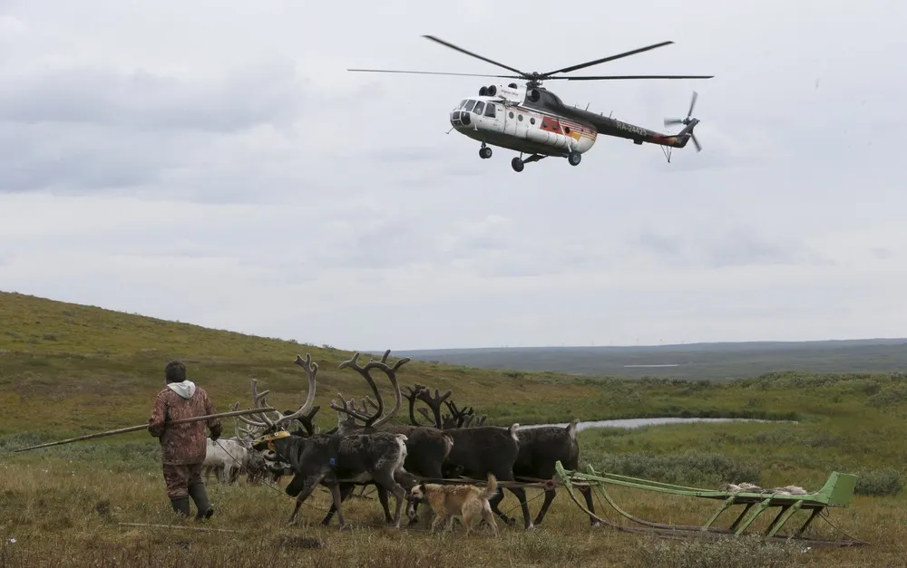 Reindeer Day in Northern Russia