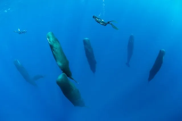 “Synchronized Sleepers”. Human/Nature Finalist. Franco Banfi and his fellow divers were following this pod of sperm whales in the Caribbean Sea off the Commonwealth of Dominica, when they suddenly seemed to fall into a vertical slumber. First observed in 2008, scientists have found that these massive marine animals spend about 7 per cent of their time alseep. (Photo by Franco Banfi/BigPicture Natural World Photography Competition 2017)