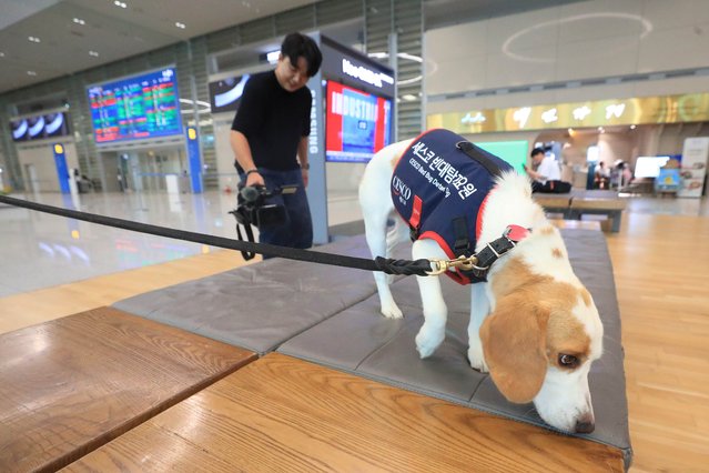 On the morning of August 8, 2024, Korea's first bedbug detection dog, Seco, is sniffing around at the arrival hall of Incheon International Airport Terminal 2. Incheon International Airport, together with environmental sanitation company Sesco, will deploy trained detection dogs to the airport until the 9th of next month to prevent the inflow of bedbugs from overseas. (Photo by Jang Yeon-seong)