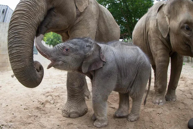 Elephant calf Minh- Tan with mother Douanita (L) and sister Sita (R) in the zoo in Osnabrueck, Germany, 5 July 2017. Minh- Tan was born on the 4 July 2017. (Photo by Friso Gentsch/DPA)