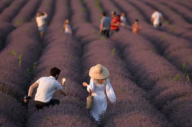 A photo taken on July 10, 2021 shows people as they walk along a lavender field near the village of Valea-Trestieni, some 30 km east of Chisinau, Moldova. Young couples and families pose for glamour shots as the sun lowers over Alexei Cazac's sprawling field of lavender outside the capital of Moldova. The oil is widely used in cosmetics and its aromas are hailed for their relaxing and soothing qualities that some believe to be a boon against anxiety and insomnia. (Photo by Sergei Gapon/AFP Photo)