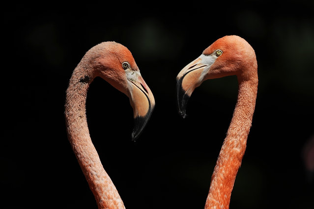 Flamingos stand in their enclosure at the zoo “Hellabrunn” in Munich, Germany, Monday, July 17, 2017. (Photo by Matthias Schrader/AP Photo)