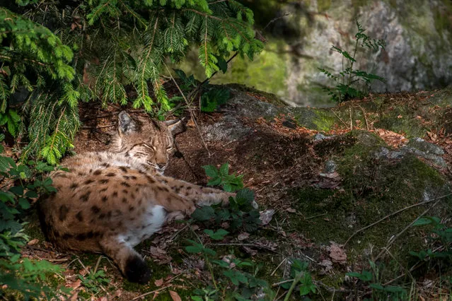 A Eurasian lynx sleeping under pine tree in coniferous forest, Bavaria, Germany on June 20, 2016. (Photo by Clement Philippe/Alamy Stock Photo)