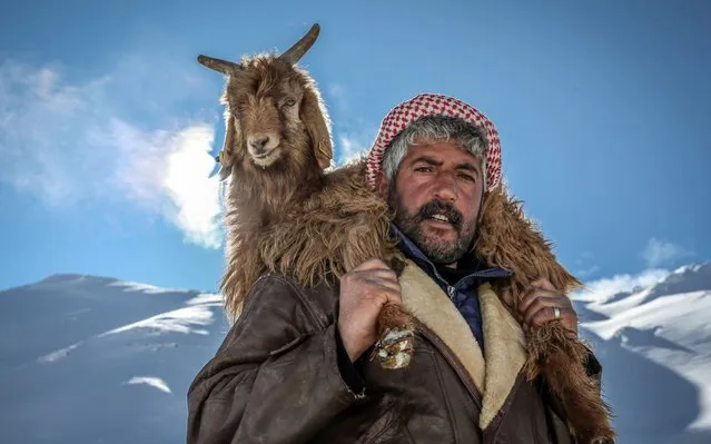 A stockbreeder carries a goat on his back at a countryside following snowfall during winter season in Van, Turkey on January 27, 2020. The life of stockbreeders, who are dealing with livestock, become difficult after the snowfall. (Photo by Ozkan Bilgin/Anadolu Agency via Getty Images)