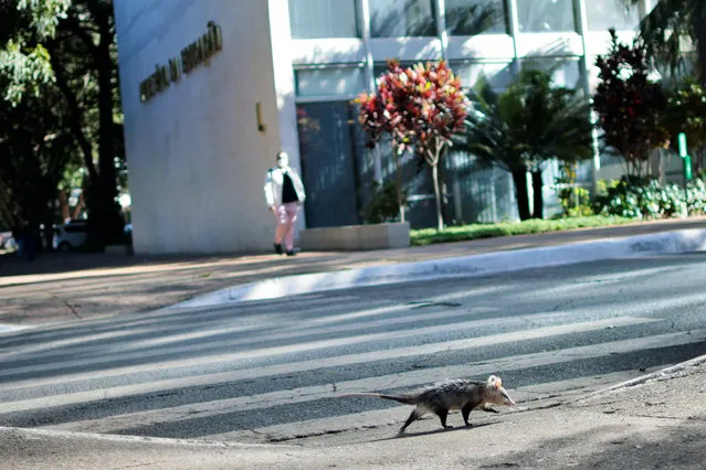 A big-eared opossum walks in front the headquarters of the Ministry of Education in Brasilia, Brazil on June 22, 2022. (Photo by Ueslei Marcelino/Reuters)