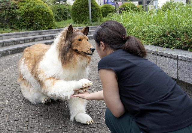 A Japanese woman interacts with Toco, a man in a dog suit, in Tokyo, Japan on August 21, 2023. A Japanese man known as “Toco” spent over 12,000 euros to realize his dream of transforming into a rough collie dog. He achieved this through a hyper-realistic canine suit made by a Japanese company. Toco now strolls through Tokyo, capturing the amazed attention of pedestrians. (Photo by Franck Robichon/EPA/EFE)