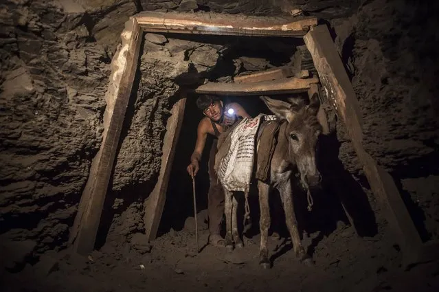 A miner with a donkey makes his way through the low and narrow tunnel leading out of a coal mine in Choa Saidan Shah in Punjab province, April 29, 2014. Workers at this mine in Choa Saidan Shah dig coal with pick axes, break it up and load it onto donkeys to be transported to the surface. (Photo by Sara Farid/Reuters)