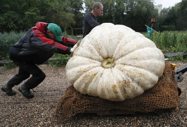 Men transport an Atlantic Giant Pumpkin, which was cultivated for about six months and currently weighs over 430 kilograms (947.99 pounds), before its presentation at Moscow State University’s Botanic Garden (Apothecary Garden) in Moscow, Russia September 5, 2017. (Photo by Maxim Shemetov/Reuters)