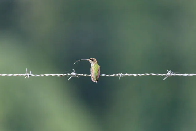 An immature male ruby-throated hummingbird perches on a fence in Searcy, Arkansas, US. (Photo by Donald Devine/Alamy Stock Photo)
