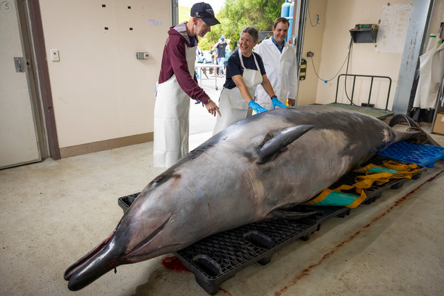 International scientists, Alexander Werth, from left, professor Joy Reidenberg and Michael Denk study a male spade-toothed whale ahead of a dissection at Invermay Agricultural Centre, Mosgiel, near Dunedin, New Zealand, Monday, December 2, 2024. (Photo by Derek Morrison/AP Photo)