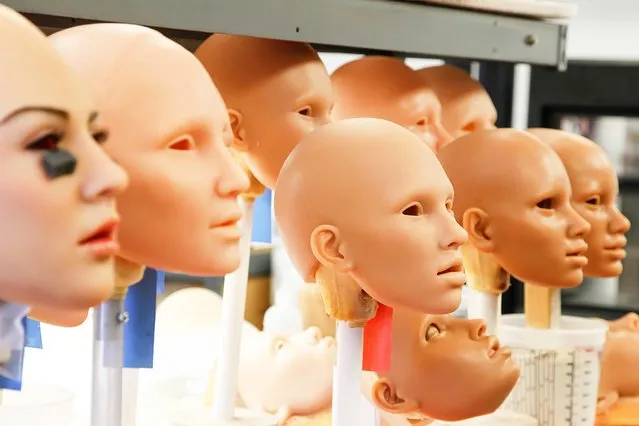 These are some of the Real Doll faces made by Abyss Creations being assembled in the factory on Tuesday, September 12, 2017 in San Marcos, California. (Photo by Eduardo Contreras/San Diego Union-Tribune via ZUMA/Rex Features/Shutterstock)