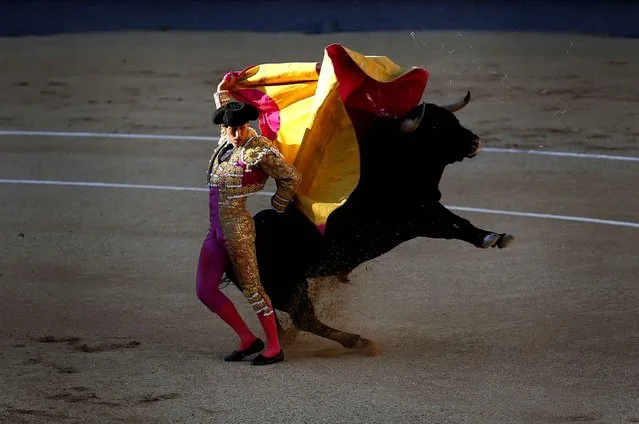Spanish bullfighter Pablo Belando performs with an Arauz de Robles ranch fighting bull during a bullfight at the Las Ventas bullring in Madrid, Spain, Sunday, July 24, 2016. (Photo by Francisco Seco/AP Photo)