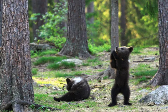 A family of baby brown bears appear to be dancing to Ring a Ring o' Roses as their mother relaxes behind a tree nearby. (Photo by Valtteri Mulkahainen/Solent News & Photo Agency)