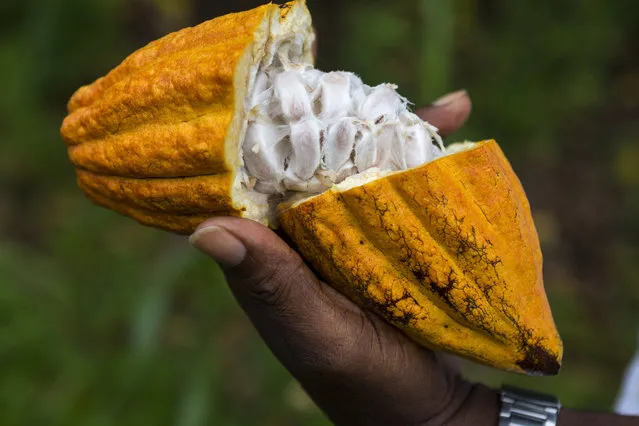 Farmer holding a freshly cut cocoa bean pod, revealing the pulp and seed inside on a rainforest farm. (Photo by Doug McKinlay/Getty Images)