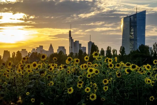 Sunflowers blossom in front of the European Central Bank, right, in Frankfurt, Germany, Monday, September 5, 2022. The ECB governing council will meet on Thursday. (Photo by Michael Sohn/AP Photo)