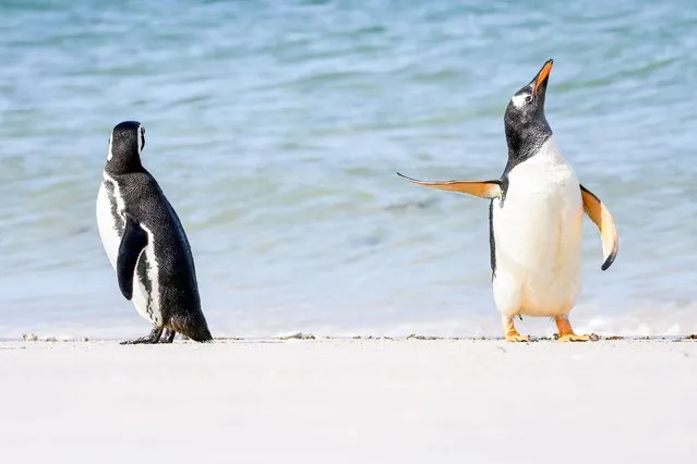 “Talk to the Fin”. Two gentoo penguins hanging out on the beach on the Falkland Islands. (Photo by Jennifer Hadley/Comedy Wildlife Photography Awards)