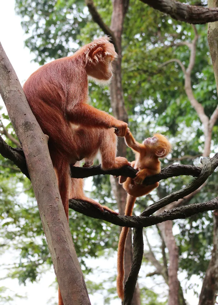 World's Rarest Babies in Singapore Zoo