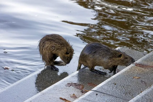 Beavers are aseen by the Vltava River in the capital of Czech Republic, Prague on October 5, 2022. Beavers in the Vltava River attract the attention of tourists. (Photo by Emin Sansar/Anadolu Agency via Getty Images)