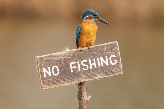 Kingfisher hunts for food at Teddesley Park, Penkridge, Staffs., UK on Saturday, March 15 2025. (Photo by Tony NellisSouth West News Service)