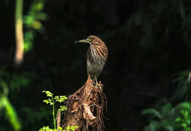 A pond heron is near the human habitations in a forest at Tehattta, West Bengal, India on October 24, 2022. The Indian pond heron or paddybird (Ardeola grayii) is a small heron. It is of Old World origins, breeding in southern Iran and east to the Indian subcontinent, Burma, and Sri Lanka found in small water-bodies. They are however distinctive when they take off with bright white wings flashing in contrast to the cryptic streaked olive and brown colors of the body. Their camouflage is so excellent that they can be approached closely before they take to flight, a behavior which has resulted in folk names and beliefs that the birds are short-sighted or blind. (Photo by Soumyabrata Roy/NurPhoto via Getty Images)