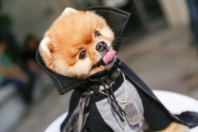 Jiff The Pomeranian attends the “Hotel Transylvania 2” Special Screening Hosted By Awesomeness TV & Fifth Harmony at Sony Pictures Studios on September 22, 2015 in Culver City, California. (Photo by Rich Polk/Getty Images for Sony Pictures Entertainment)