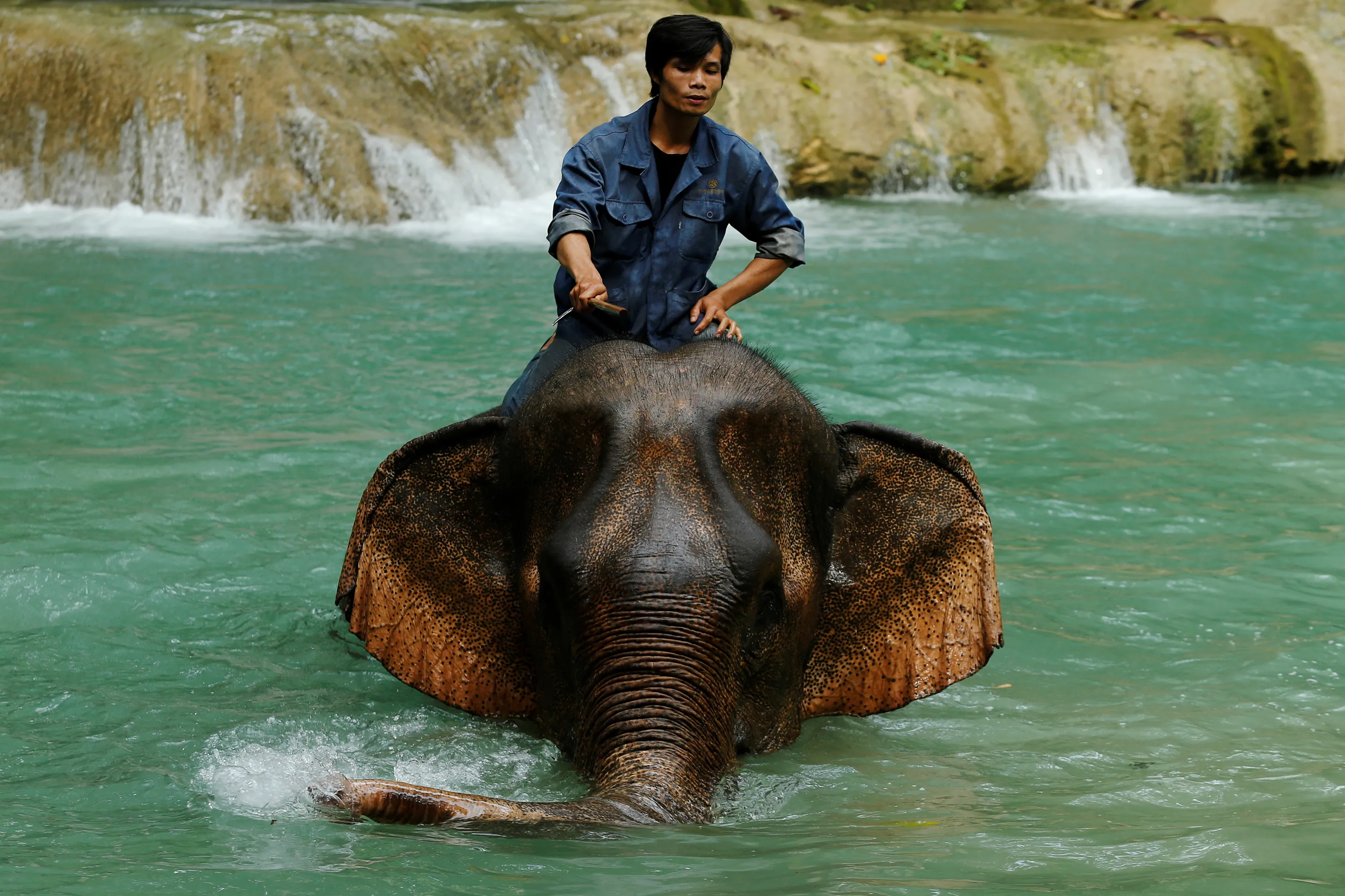 Слон купается. Слон плывет. Слон обливается водой. Слоны купаются фото.