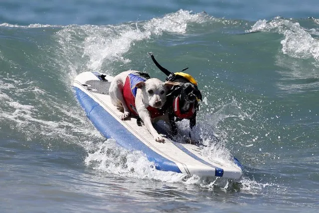 Two dogs surf during the Surf City Surf Dog Contest in Huntington Beach, California, United States, September 27, 2015. (Photo by Lucy Nicholson/Reuters)