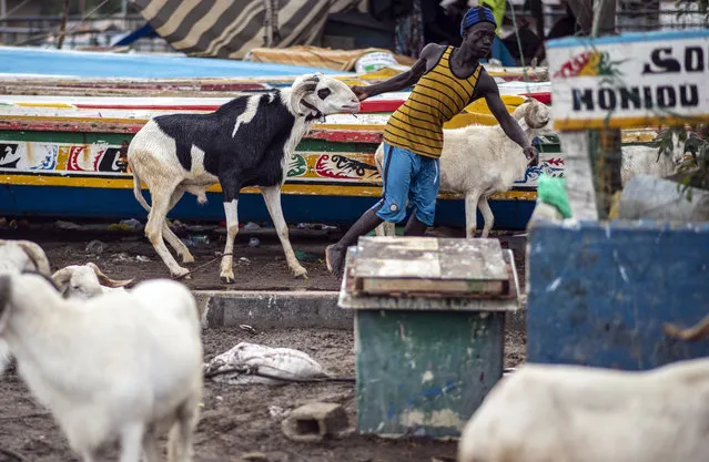 A man pulls a sheep past fishing boats to be washed before it is offered for sale for the upcoming Islamic holiday of Eid al-Adha, on the beach in Dakar, Senegal Thursday, July 30, 2020. (Photo by Sylvain Cherkaoui/AP Photo)