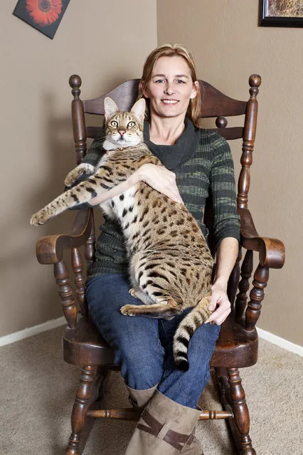 Savannah cat “Trouble” – the tallest cat ever (19 inches tall, or 48.3 centimeters). Guinness World Records 2012. (Photo by James Ellerker/Guinness World Records)
