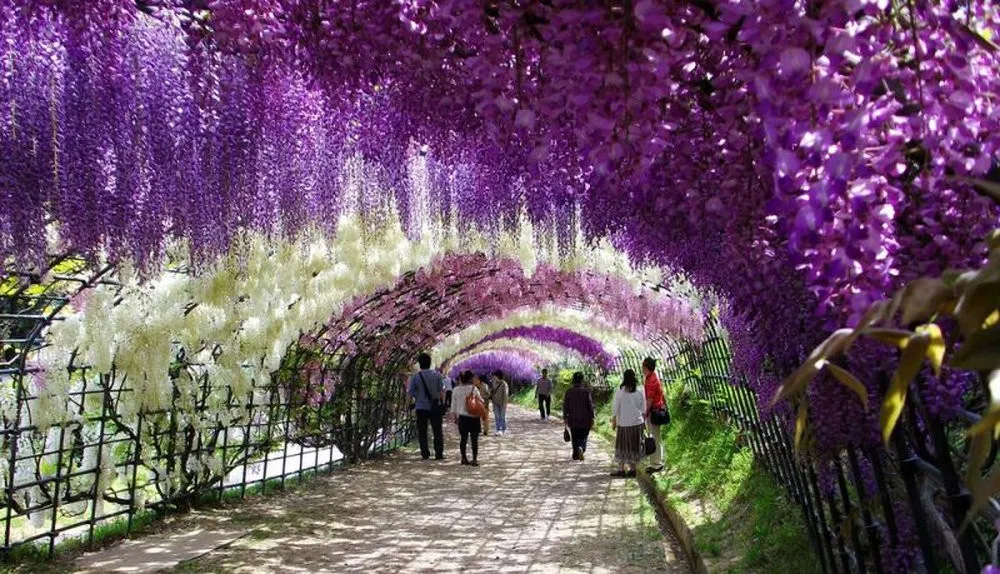 Kawachi Fuji Garden in Japan