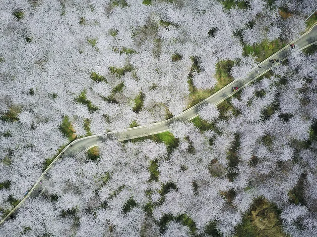 Cherry blossom is seen along a road in Gui'an new district, Guizhou province, China, March 27, 2017. (Photo by Reuters/China Daily)