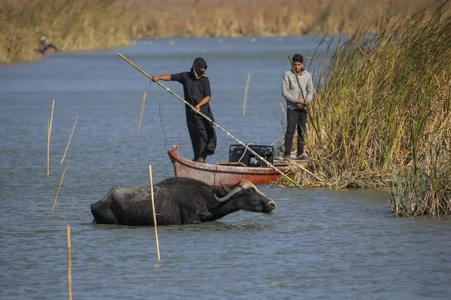 Iraqi buffalo herders in the marshes of Chibayish collect reeds as water buffalos drink water following a summer of severe water shortages in Dhi Qar province, Iraq, Sunday, November 20, 2022.. (Photo by Anmar Khalil/AP Photo)