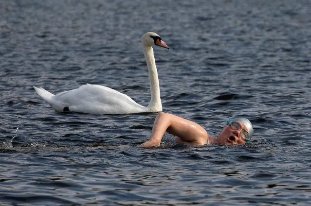A person swims by a swan in The Serpentine in Hyde Park, amid the outbreak of the coronavirus disease (COVID-19), London, Britain on August 8, 2020. (Photo by Simon Dawson/Reuters)